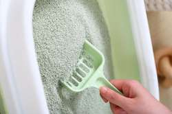 Daily Cat Litter Care: Cleaning, Placement, and Health Tips