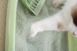 Pet Dental Health: Why Science-Backed Nutrition Matters for Cleaner Teeth