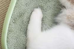 Pet Dental Health: Why Science-Backed Nutrition Matters for Cleaner Teeth